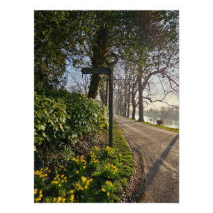 Daffodils  poster