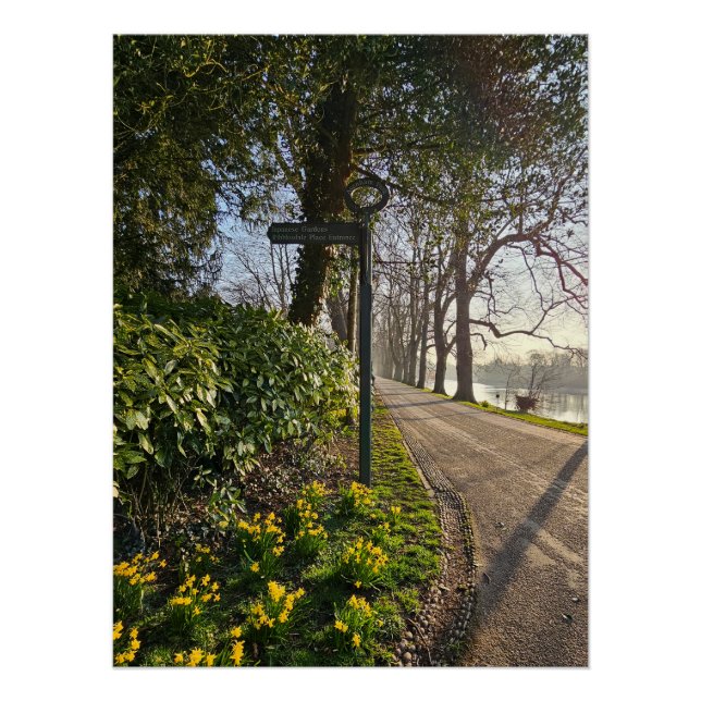 Daffodils  poster (Front)