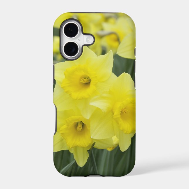 Daffodils RF) (Back)