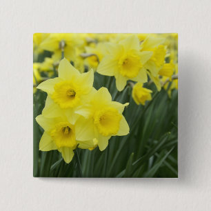 Daffodils RF) 15 Cm Square Badge