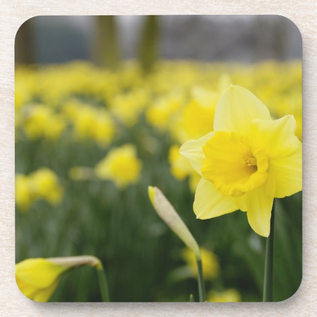 Daffodils (RF) Coaster (Front)