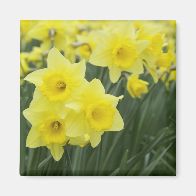 Daffodils RF) Magnet (Front)
