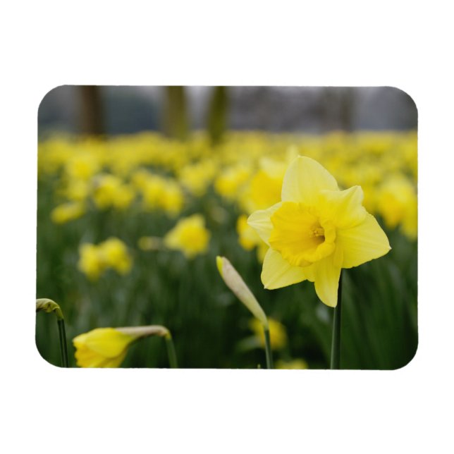 Daffodils (RF) Magnet (Horizontal)
