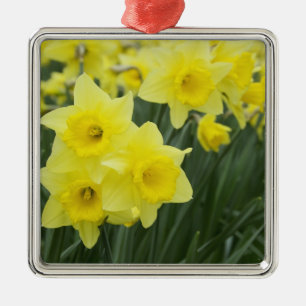Daffodils RF) Metal Ornament