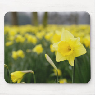 Daffodils (RF) Mouse Pad