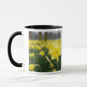 Daffodils (RF) Mug