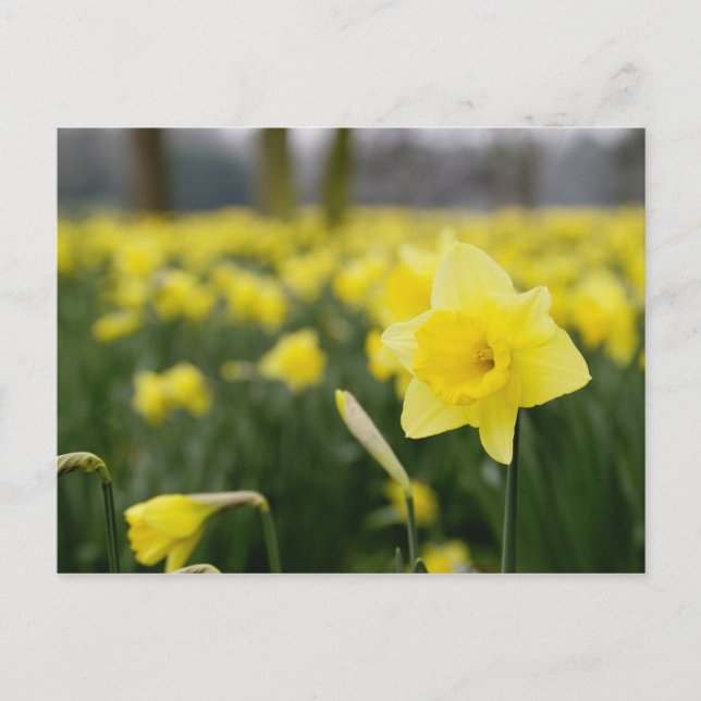 Daffodils (RF) Postcard (Front)