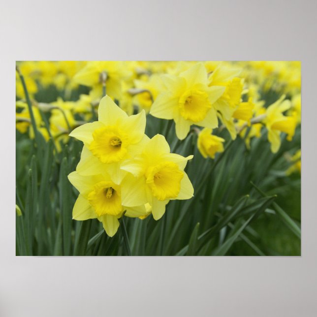Daffodils RF) Poster (Front)