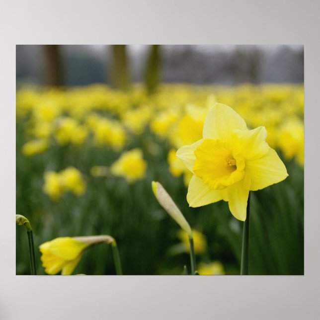 Daffodils (RF) Poster (Front)