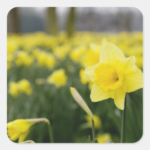 Daffodils (RF) Square Sticker