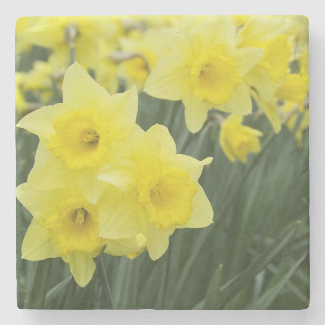 Daffodils RF) Stone Coaster (Front)