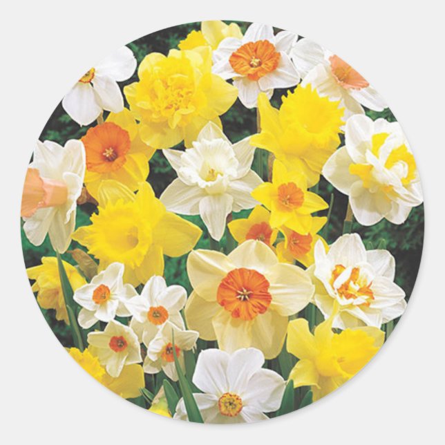 Daffodils Sign of Spring Envelope Seal Sticker (Front)