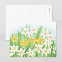 Daffodils signs of spring Postcard
