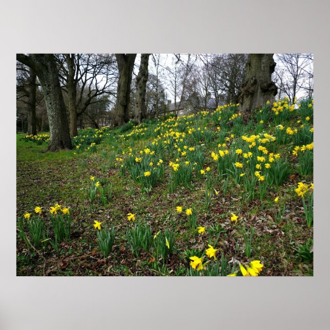 Daffodils. Sophia Gardens, Cardiff, Wales. UK Poster (Front)