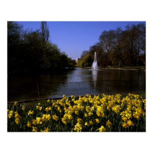 Daffodils St James's  Park London Poster