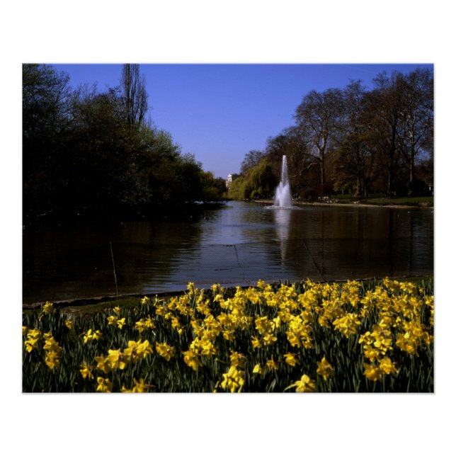 Daffodils St James's  Park London Poster (Front)