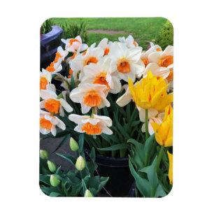 Daffodils & Tulips, Oregon Magnet