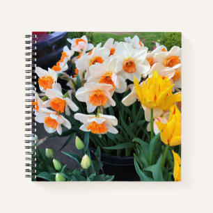 Daffodils & Tulips, Oregon Notebook