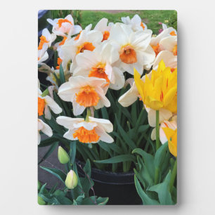 Daffodils & Tulips, Oregon Plaque