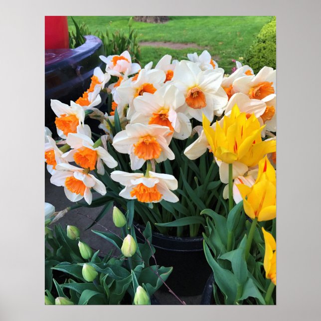 Daffodils & Tulips, Oregon Poster (Front)