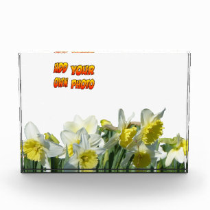 Daffodils White and Yellow Cust. Photo Block