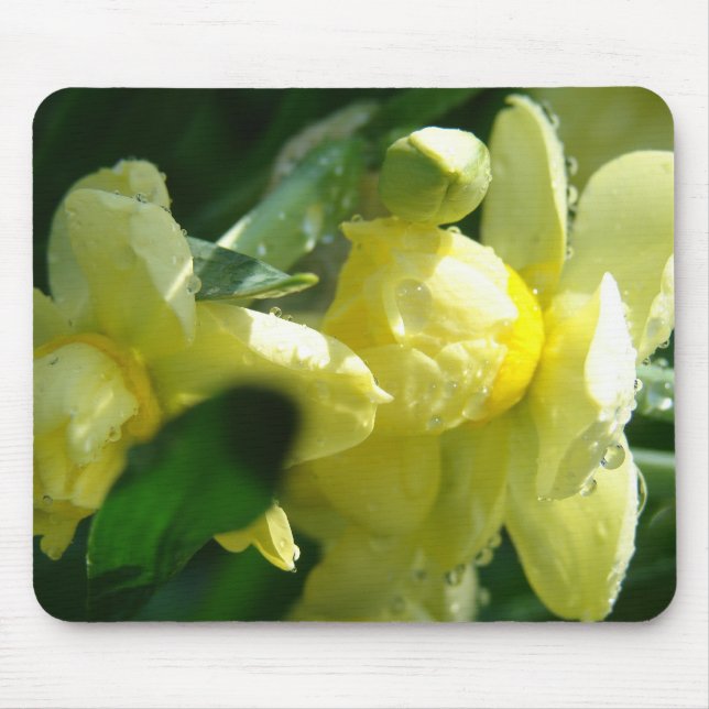 Daffodils With Water Droplets Mouse Pad (Front)