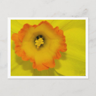 Daffy Postcard