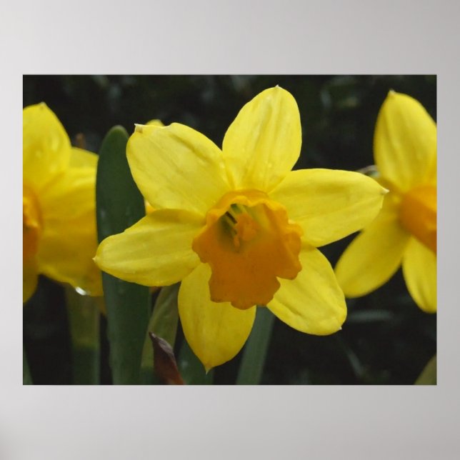 Daffy Poster (Front)