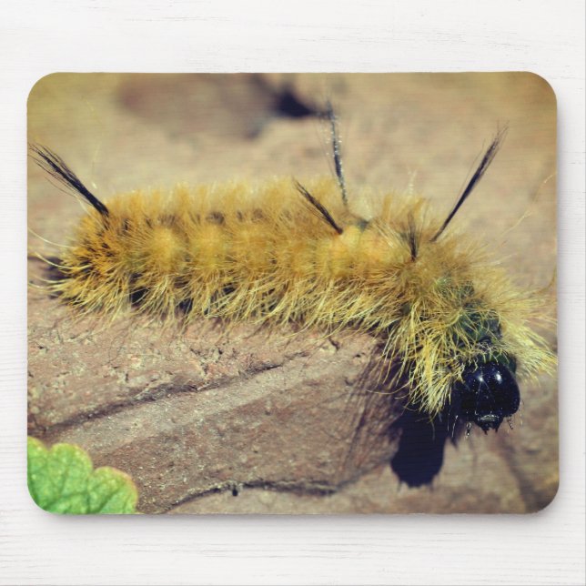 Dagger Moth Caterpillar Nature  Mouse Pad (Front)