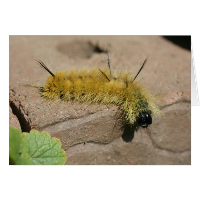 Dagger Moth Caterpillar Nature Photography Card (Front Horizontal)