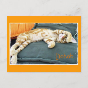 Dahab Cat Daze Postcard