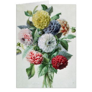 Dahlia