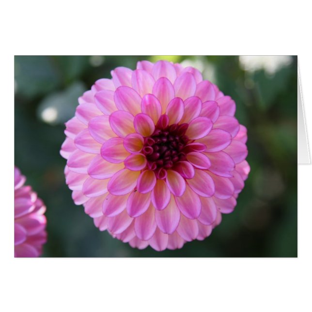 Dahlia (Front Horizontal)