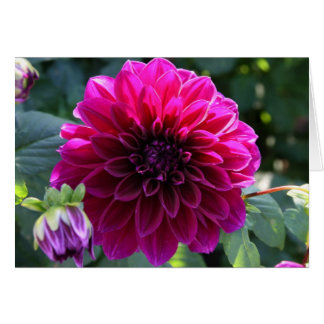Dahlia