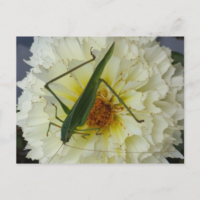 Dahlia 1 - educatedbrainfart postcard (Front)