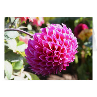 Dahlia 6