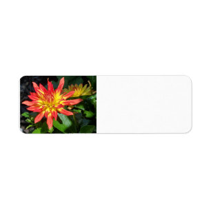 Dahlia address label return address label
