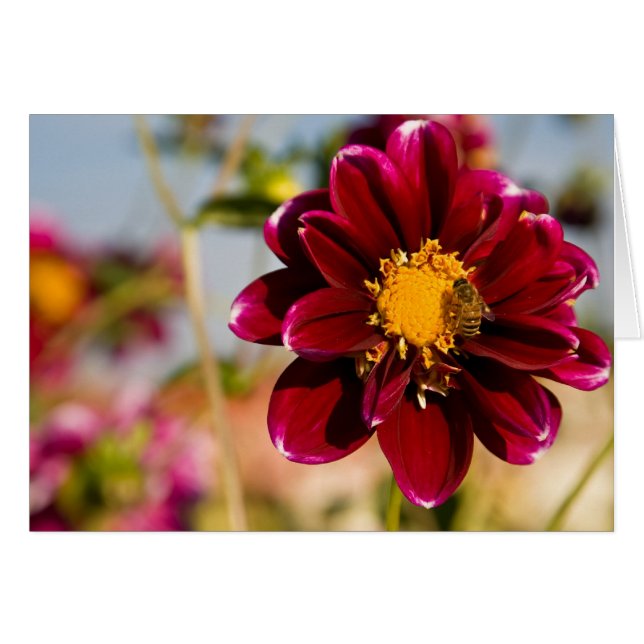 Dahlia, Baby Red (Front Horizontal)