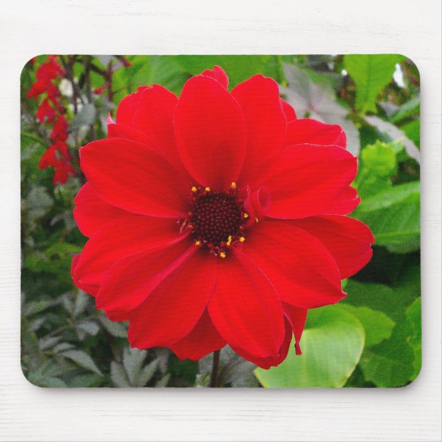 Dahlia - Bishop of Llandaff Mouse Pad (Front)