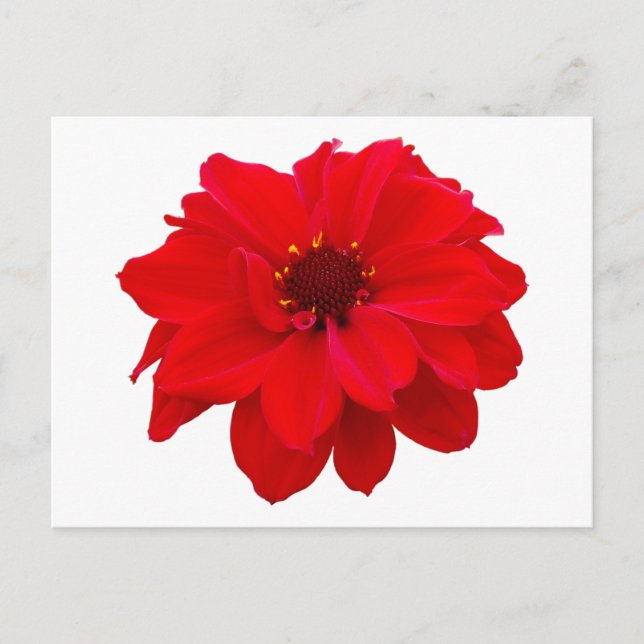 Dahlia - Bishop of Llandaff Postcard (Front)