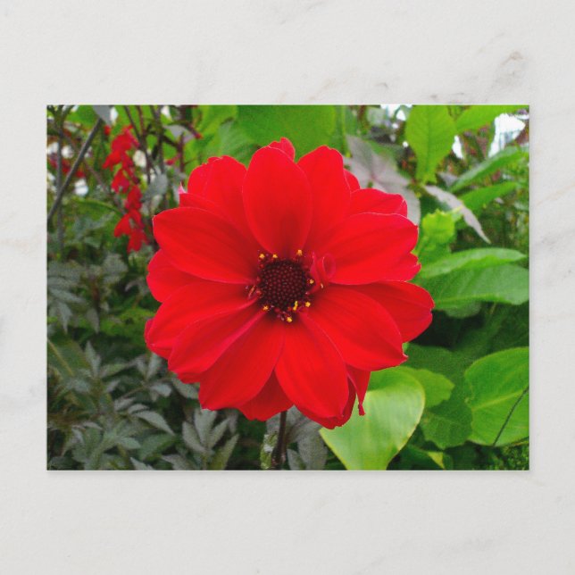 Dahlia - Bishop of Llandaff Postcard (Front)