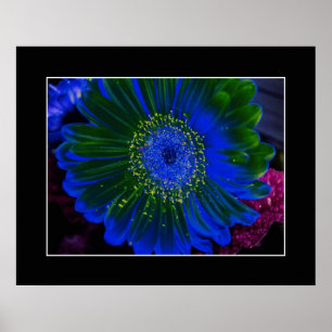 Dahlia Blue Poster