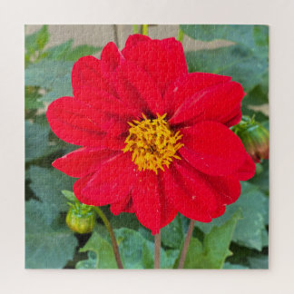 Dahlia Bright Red Jigsaw Puzzle