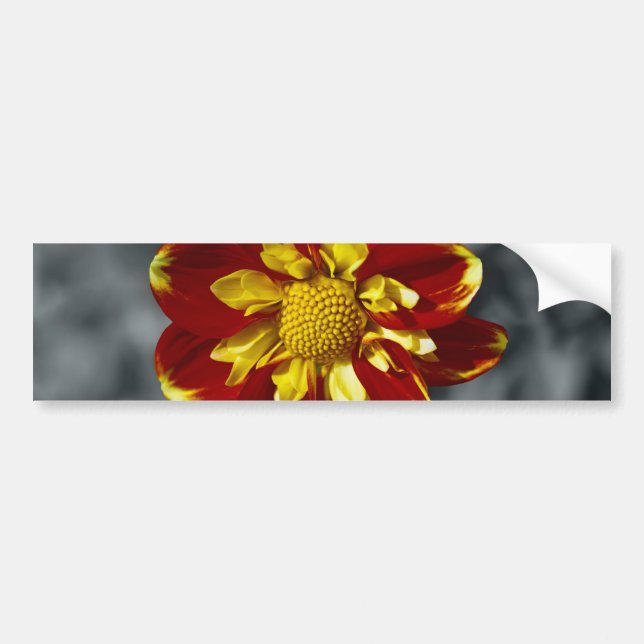 Dahlia Bumper Sticker (Front)