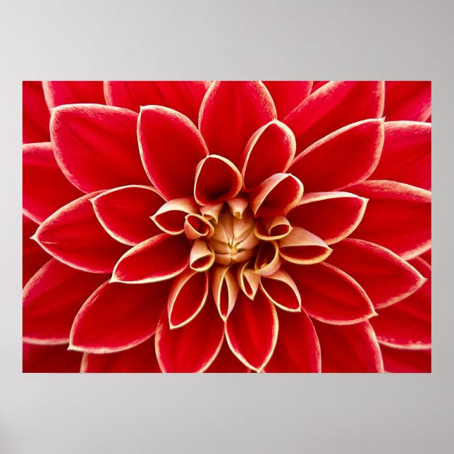 Dahlia Closeup Poster (Front)