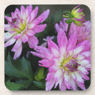 Dahlia coaster