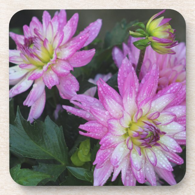 Dahlia coaster (Front)