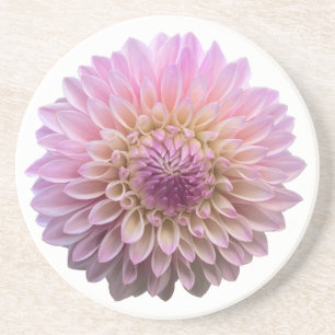 Dahlia Coralie, Pink Flower  Coaster