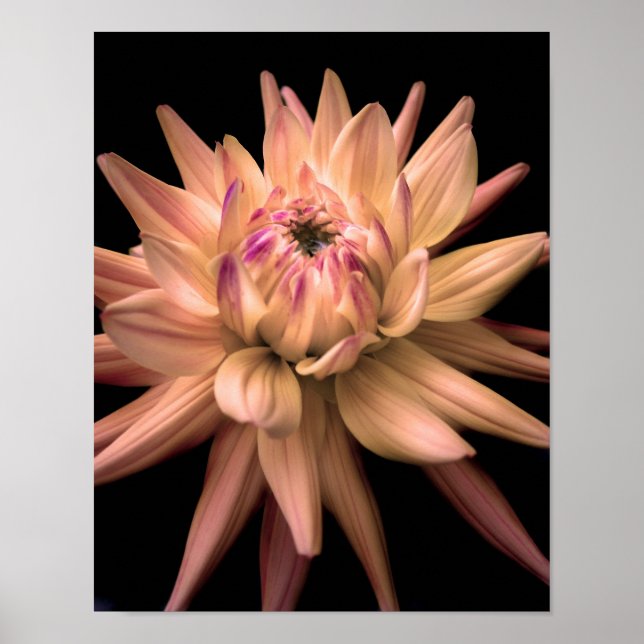 Dahlia Corona Cream Poster (Front)
