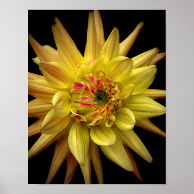 Dahlia Corona Yellow Poster (Front)